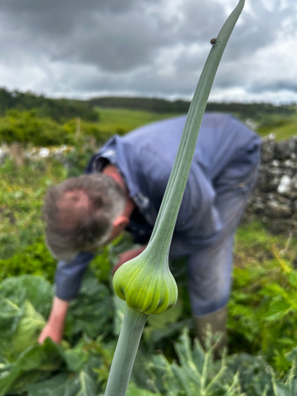 Close-up of an unripe bulb of a plant, possibly an onion or garlic, in the foreground. The background is blurred but shows Charlie bent over tending to plants in a field, suggesting a scene of agricultural work. The overall mood is one of quiet labour in a natural setting.