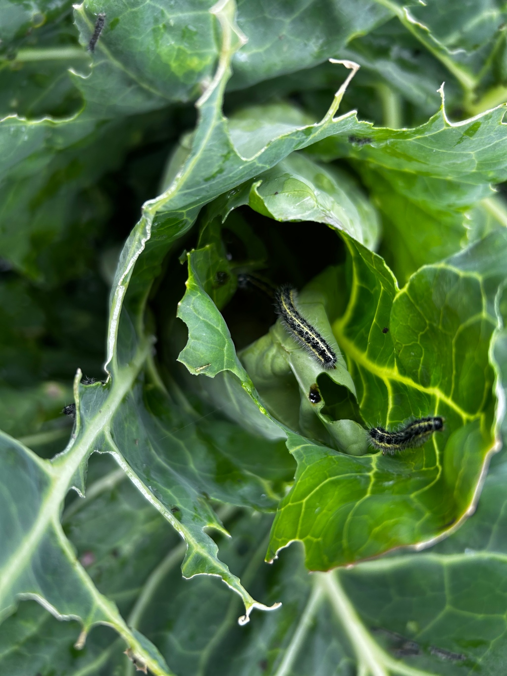 Several small, black and yellow caterpillars nestled within the folds of a large, green cabbage leaf. The leaf shows significant damage from the caterpillars' feeding, with numerous holes and ragged edges. The overall impression is one of a close-up view of a pest infestation on a cabbage plant.