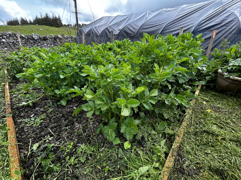 Raised garden bed filled with lush, green potato plants. The plants are thriving, indicating healthy growth. The bed is edged with wood, and the surrounding area is mulched with grass clippings. In the background, there's a large black plastic tarp, possibly a makeshift shelter, and a stone wall with sheep visible in the distance, suggesting a rural or agricultural setting. The overall impression is one of a well-maintained, productive garden plot.
