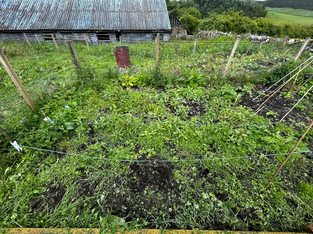 Overgrown, fenced-in garden plot situated next to an old, weathered barn. The plot is filled with a mix of weeds and some sparse, possibly struggling, plants. The overall impression is one of neglect or a garden in need of significant tending. There is a rusty metal container visible within the plot, adding to the sense of disrepair. The setting appears rural and somewhat secluded.