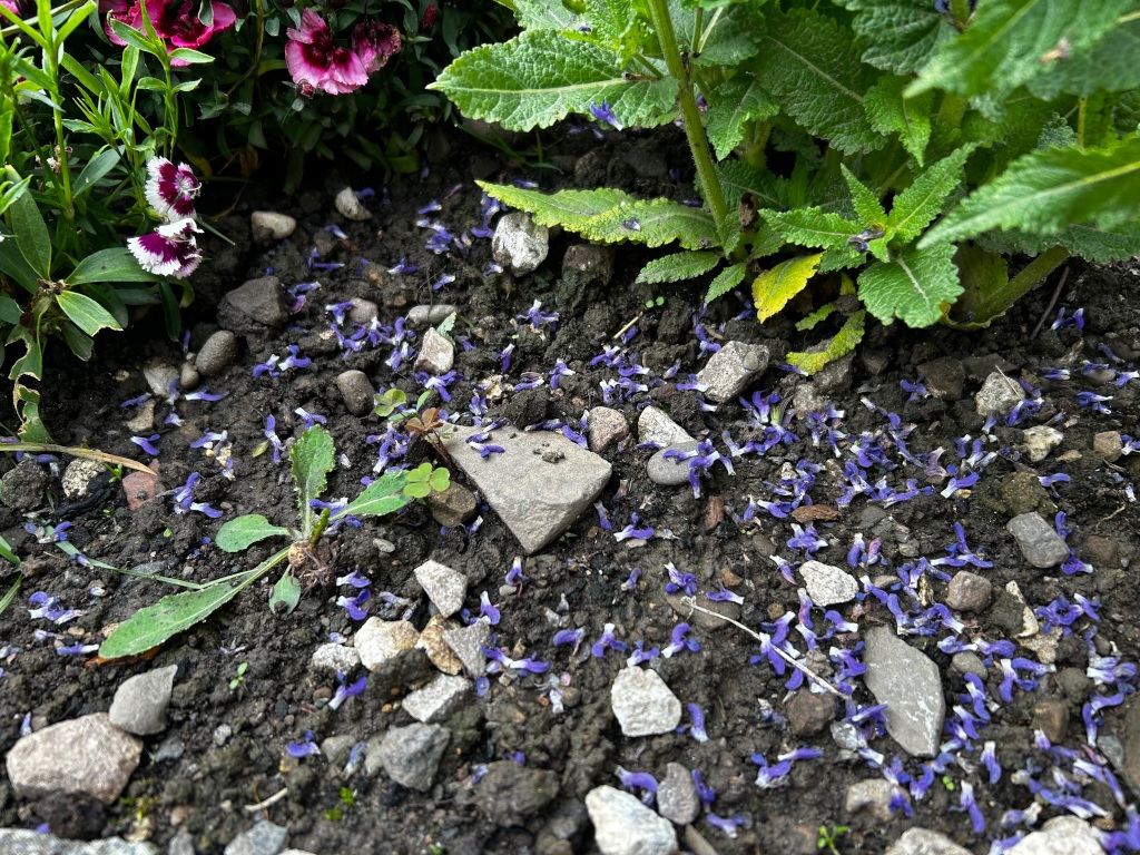 ground covered in fallen purple flower petals. These petals are scattered amongst small rocks and soil. Nearby are some green plants, including what appears to be a sage plant and some pink dianthus flowers. The overall impression is one of a garden scene after a bloom.