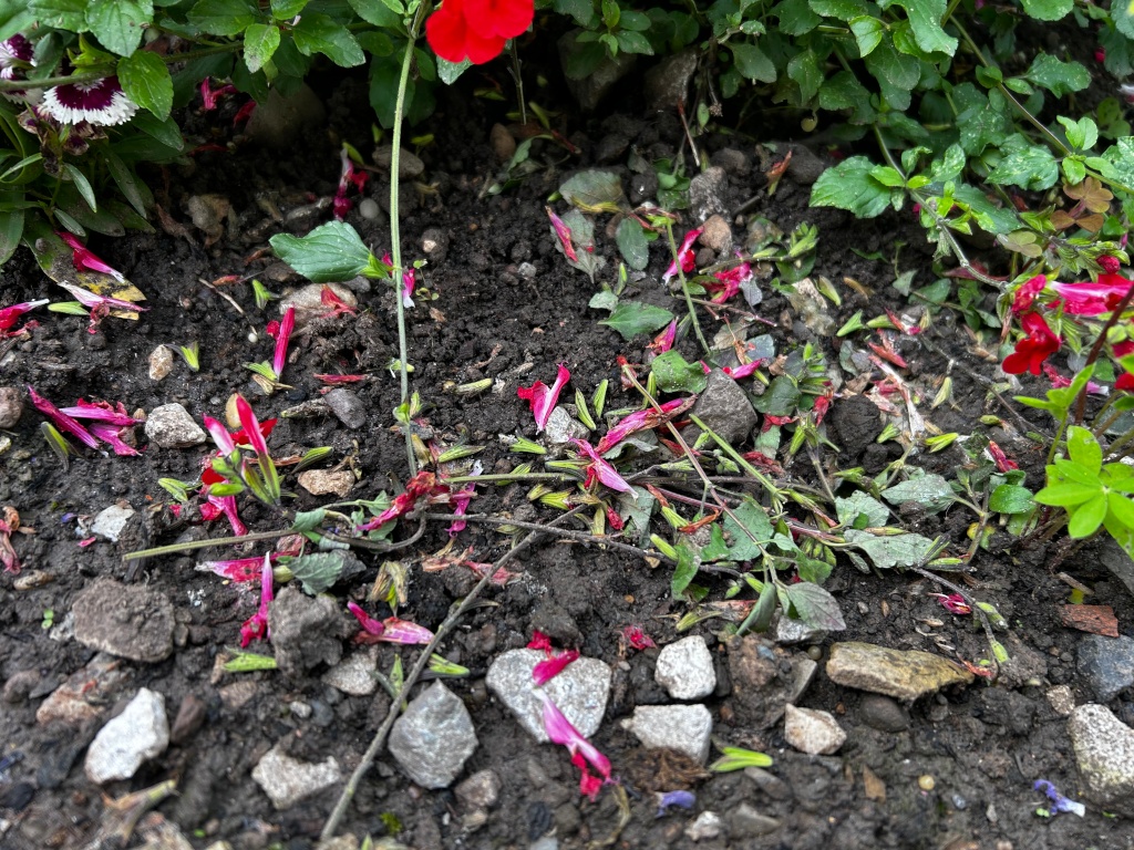 Dark brown soil, scattered with small grey and brown stones. Many fallen, bright pink petals and small sprigs of a plant with similar pink flowers are strewn across the ground. A few intact pink flowers and some green plants are visible, suggesting the fallen petals are from a nearby plant. The overall impression is one of a garden bed after a light wind or storm.