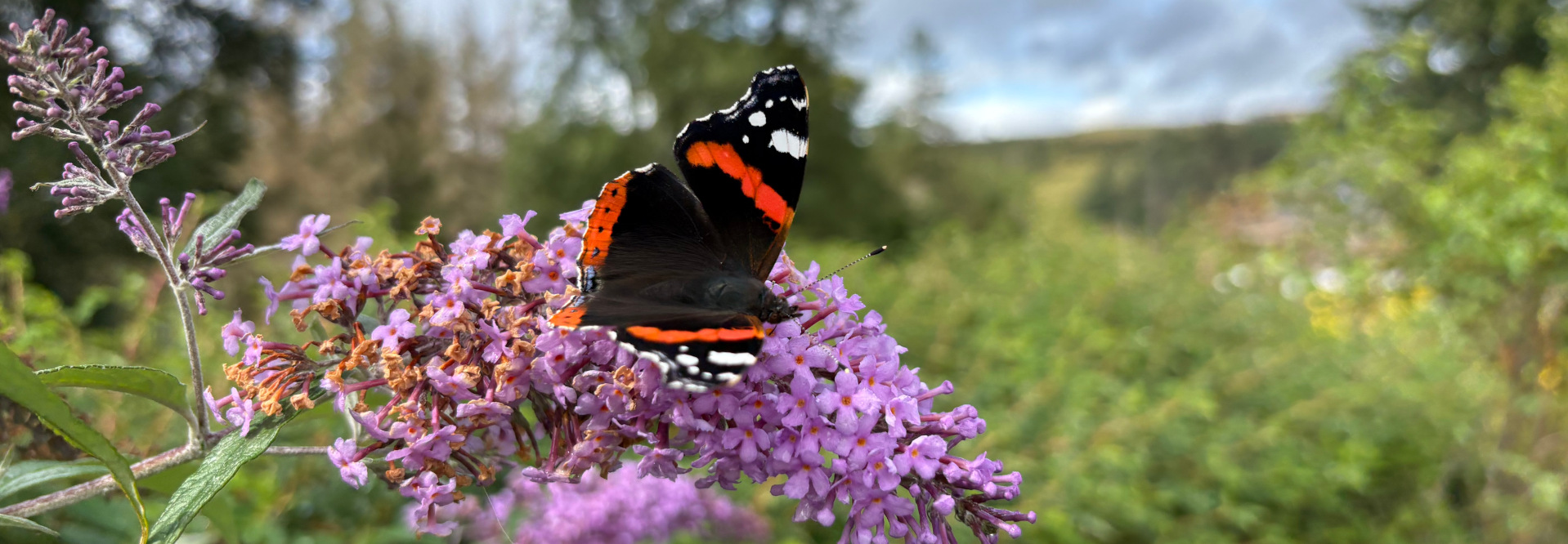 Close-up view of a Red Admiral butterfly (Vanessa atalanta) perched on a cluster of lavender-coloured flowers.