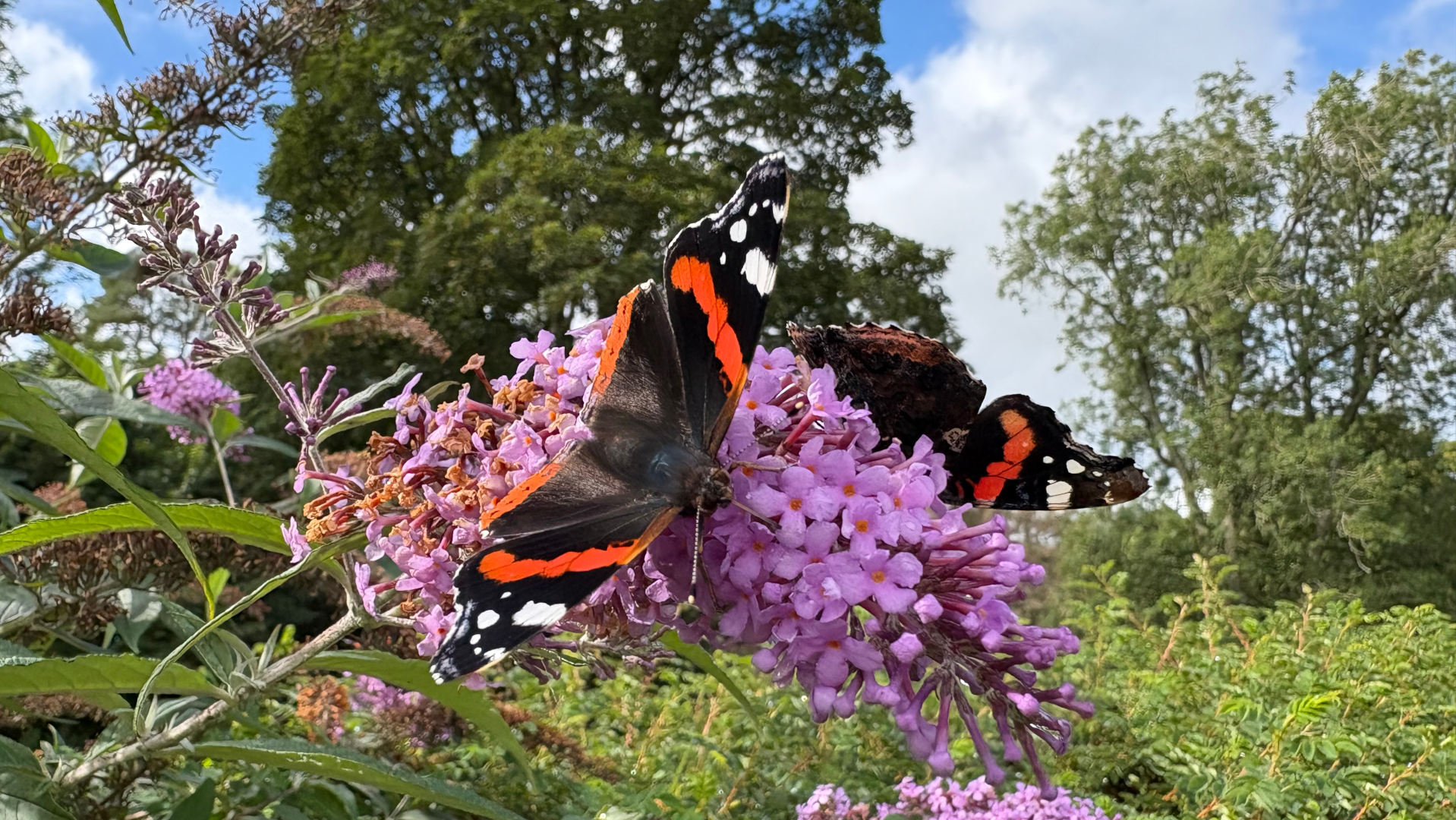 Two Red Admiral butterflies (Vanessa atalanta) perched on a cluster of vibrant purple Buddleja davidii (butterfly bush) flowers. One butterfly dominates the foreground, its wings fully extended, showcasing the rich, velvety black background with striking bands of brilliant orange and white spots. Its body is angled slightly downward towards the flower cluster. The second butterfly is partially obscured behind the first, visible mostly as its dark brown and orange hindwings, suggesting it is nestled within the same floral cluster. Both butterflies appear to be actively feeding or resting on the nectar-rich flowers.