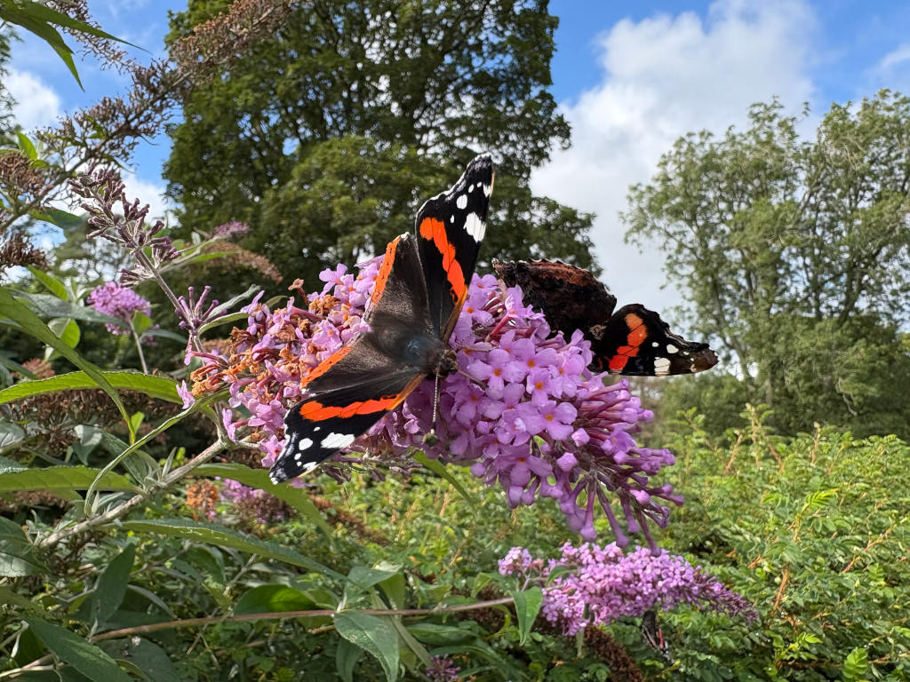 Two Red Admiral butterflies (Vanessa atalanta) perched on a cluster of vibrant purple Buddleja davidii (butterfly bush) flowers. One butterfly dominates the foreground, its wings fully extended, showcasing the rich, velvety black background with striking bands of brilliant orange and white spots. Its body is angled slightly downward towards the flower cluster. The second butterfly is partially obscured behind the first, visible mostly as its dark brown and orange hindwings, suggesting it is nestled within the same floral cluster. Both butterflies appear to be actively feeding or resting on the nectar-rich flowers.