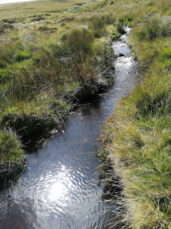 Small, clear stream flowing through a grassy landscape. The water is relatively shallow and reflects the sunlight, creating shimmering patterns on the surface. The banks of the stream are lined with tall, green grasses, and the surrounding area appears to be a hilly, pastoral setting, possibly a moorland or upland area, with some sheep visible in the distance.