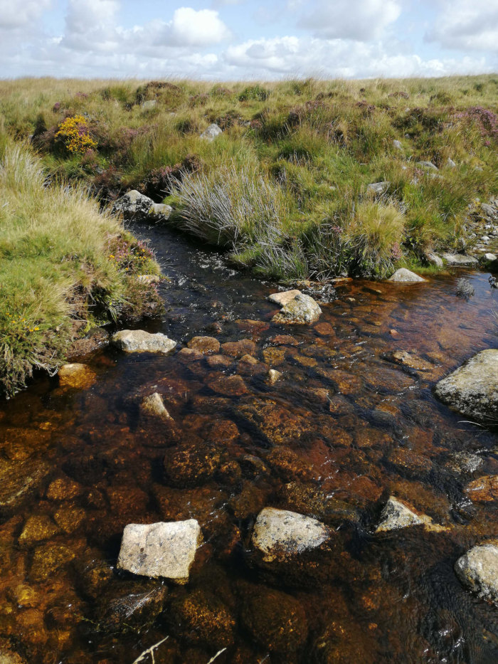 Shallow stream flowing through a moorland landscape. The water is clear enough to see the rocks on the stream bed, which are dark brown and appear stained with minerals. The banks of the stream are lined with various types of grasses and flowering plants, typical of a heath land environment.