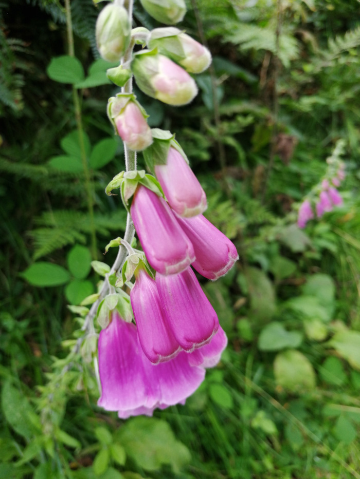 Close-up view of a cluster of vibrant pink foxglove flowers (Digitalis purpurea) hanging downwards. The blossoms are bell-shaped, arranged along a central stem, with some buds still unopened. The background is blurred, but shows a lush green environment suggesting a natural, possibly woodland setting. The focus is sharply on the flowers themselves, highlighting their delicate texture and colour.
