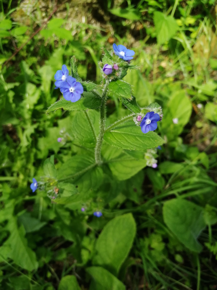 Close-up view of a flowering plant with vibrant blue flowers. The plant has several small, delicate blue blossoms clustered along a central stem. Its leaves are green and lanceolate, and the overall setting appears to be a natural, outdoor environment with lush green vegetation surrounding the plant.
