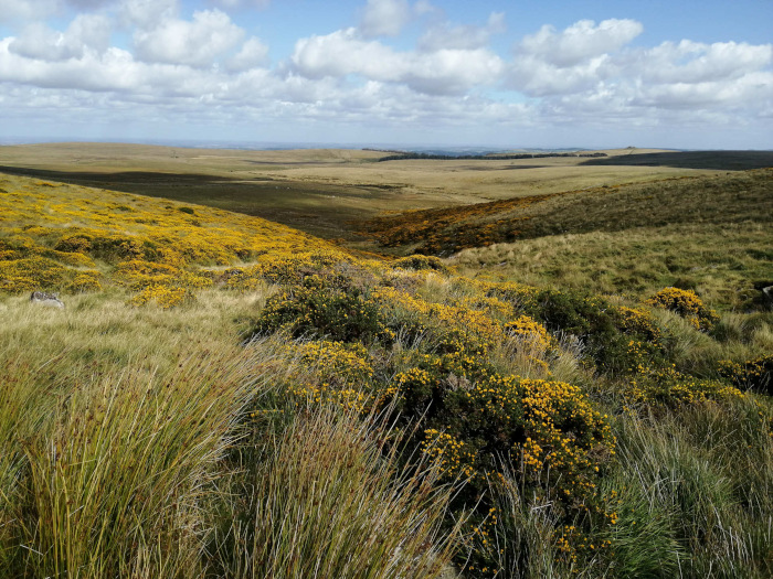 Sprawling landscape under a partly cloudy sky. The foreground and mid-ground are dominated by rolling hills covered in a mix of tall grasses and patches of vibrant yellow gorse flowers. In the background, the land extends to a flat horizon, suggesting a vast moorland or heathland.
