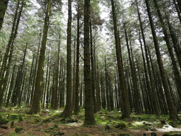 Dense forest of tall, slender trees, likely conifers, viewed from a low angle looking upward. The forest floor is covered with moss and low-lying vegetation. The scene is shaded, with dappled sunlight filtering through the canopy.