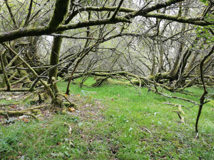 Dense, overgrown area of a forest floor. The ground is covered in short, bright green grass. Numerous, thin, moss-covered tree branches and trunks sprawl across the foreground and middle ground, creating a tangled, interwoven network. The branches are mostly bare, suggesting it may be late autumn or winter.