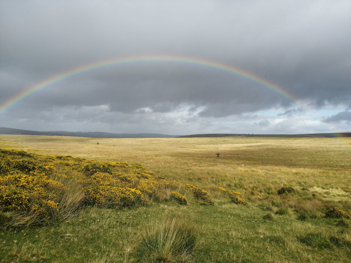 Vast, flat expanse of grassland under a dramatic sky. A vibrant rainbow arches across the scene, its colours contrasting beautifully with the muted tones of the landscape. The foreground features patches of yellow flowering shrubs, adding a splash of colour to the otherwise subdued palette.