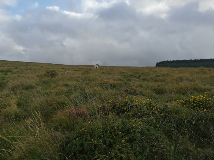 Wide, open expanse of tall grass under a cloudy sky. A small, light-coloured animal (possibly a sheep or goat) is visible in the mid-ground. In the far background, a dark line of trees is barely perceptible against the horizon. Patches of small yellow wildflowers are scattered throughout the foreground.