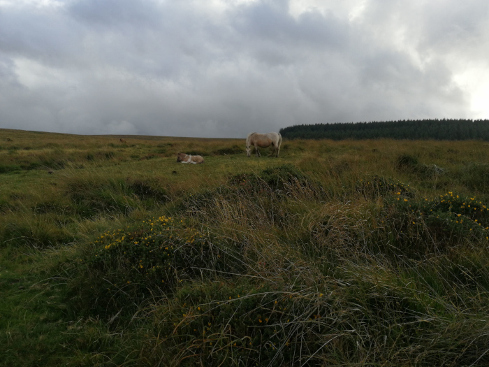Wide, grassy field under a cloudy sky. Two horses are visible: one light-coloured horse is standing and grazing, while a smaller, lighter brown horse is lying down in the distance. In the background, a dark line of trees is visible on the horizon.