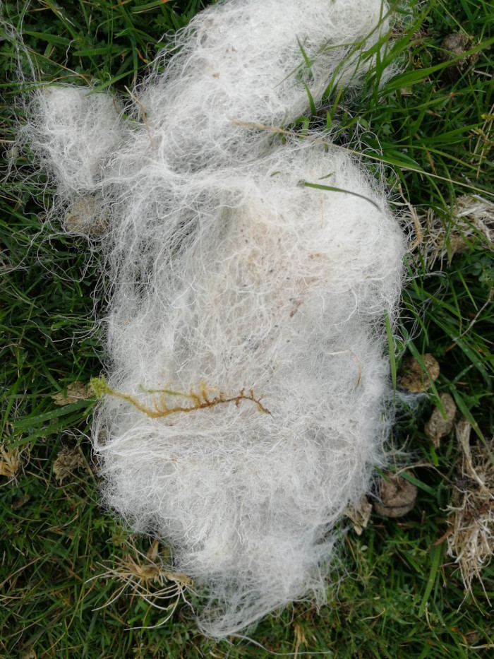 Clump of white animal fur or wool lying on a patch of green grass. The fur is matted and tangled, and there are some small pieces of plant matter mixed in.