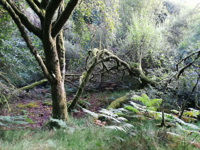 Lush, verdant forest scene. The focus is on a large, moss-covered tree that has fallen, its branches sprawling across the forest floor. Another, upright tree stands prominently in the foreground, also covered in moss. The ground is carpeted with ferns and a layer of fallen leaves and moss, creating a sense of age and undisturbed nature.