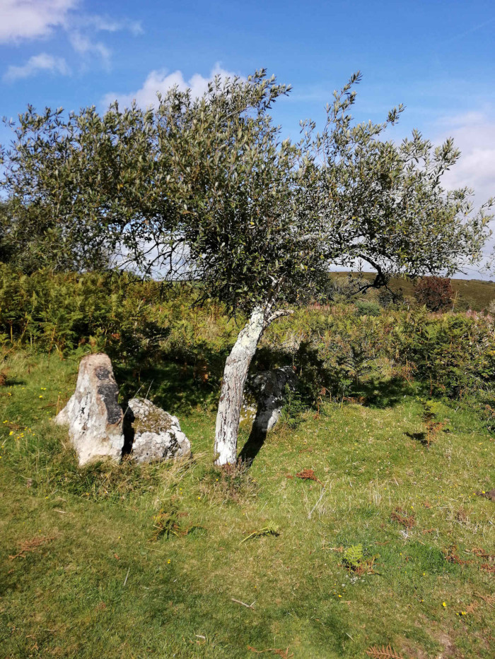 Small, gnarled tree with light-coloured bark standing near two large, light-grey stones in a grassy field under a partly cloudy blue sky. The stones appear to be ancient, perhaps remnants of a ruin or a prehistoric structure. The scene is peaceful and evokes a sense of age and quietude.