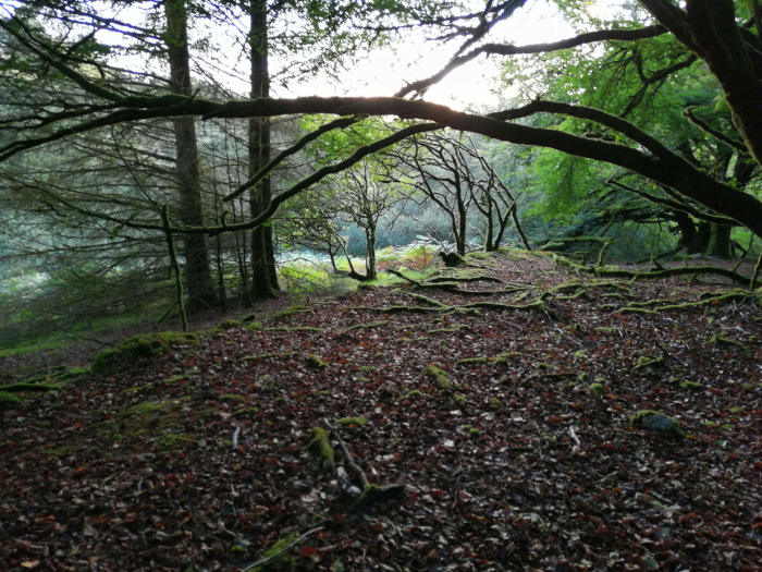 Forest floor covered in a thick layer of fallen leaves and exposed tree roots, some of which are covered in moss. Large, moss-covered tree branches arch overhead, creating a canopy that filters sunlight. The overall impression is one of deep shade and a sense of age and quietude within the woodland.