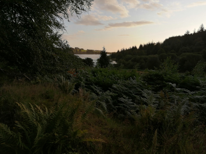 Tranquil landscape at dusk or dawn. The foreground is dominated by lush ferns and other low-lying vegetation. In the mid-ground, a calm body of water, possibly a lake or reservoir, is partially visible through a break in the trees.  The background features a dense line of trees silhouetted against a pale, slightly cloudy sky.