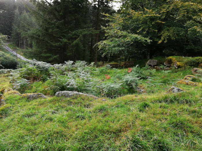 Grassy field with several moss-covered rocks scattered throughout. The field appears to be the remains of some type of stone structure, possibly a ruin or ancient site, partially overgrown with ferns and grass. In the background, a lush forest of evergreen trees is visible, and a small section of a roadway can be seen in the far left corner.
