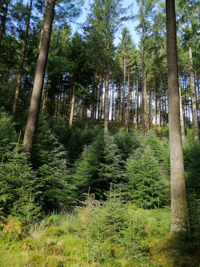 Lush, dense forest scene. The foreground features younger, smaller coniferous trees, mostly evergreen, creating a layer of vibrant green. Behind them, taller, mature evergreens rise to form a dense canopy, obscuring much of the sky. Sunlight filters down through the taller trees, highlighting the diverse layers of the forest. The overall impression is one of a healthy, thriving ecosystem.