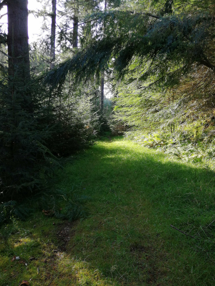 Sunlit grassy path winding through a dense evergreen forest. The path is partially shaded by overhanging branches, creating a dappled light effect. The overall impression is one of peaceful solitude within a natural, wooded environment.