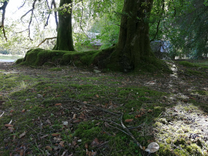 Base of two large trees, heavily covered in moss, with their roots exposed and partially buried in a bed of moss and decaying leaves.  A small building or structure is partially visible in the background through the trees. The overall scene is one of a lush, green, and somewhat secluded forest setting.
