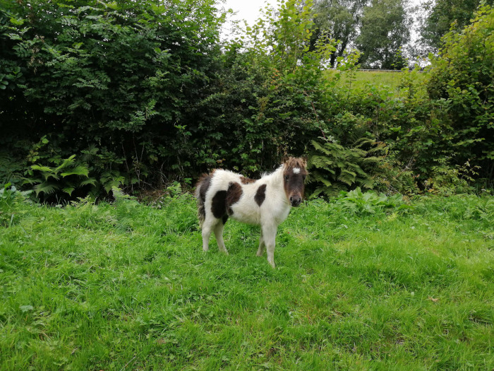 Miniature horse, predominantly white with brown patches, standing in a lush green field. The background features dense green shrubbery and trees.