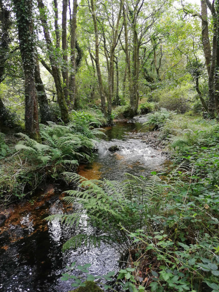 Small stream flowing through a lush green forest. The stream is relatively shallow and clear, with some rocks visible at the bottom. The banks are densely covered with ferns and other low-lying vegetation. Tall, slender trees form a canopy overhead, casting dappled shade on the stream.