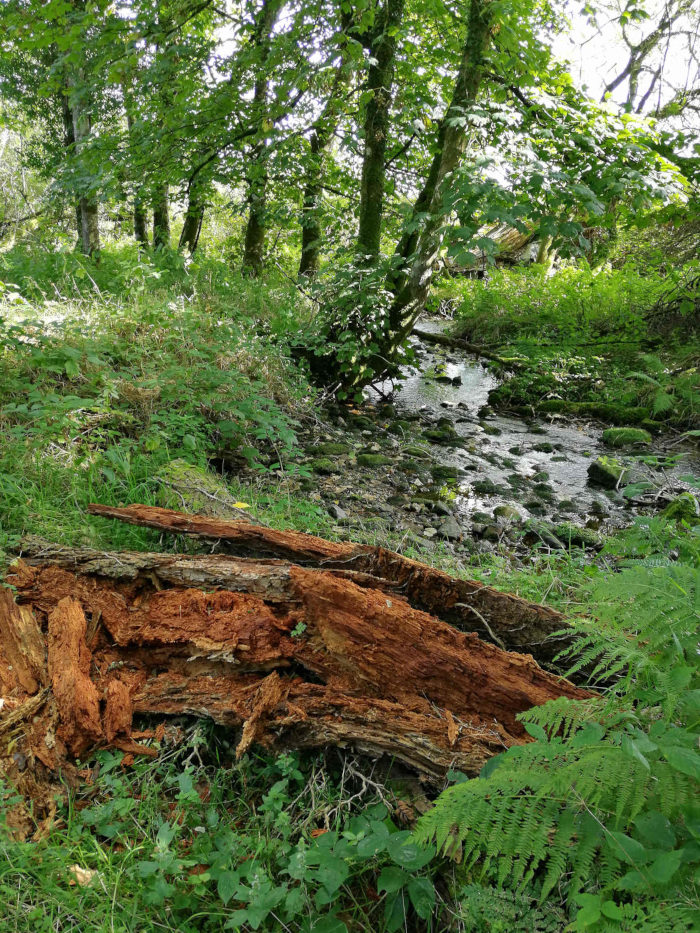 Lush green forest scene centred around a small, shallow stream. A significant portion of the foreground is occupied by a large, decaying log, its wood a rich, reddish-brown colour, indicating significant age and decomposition. The stream meanders through the scene, its banks lined with moss and various green plants. Lush green foliage from trees and undergrowth fills the background, creating a dense, verdant atmosphere.