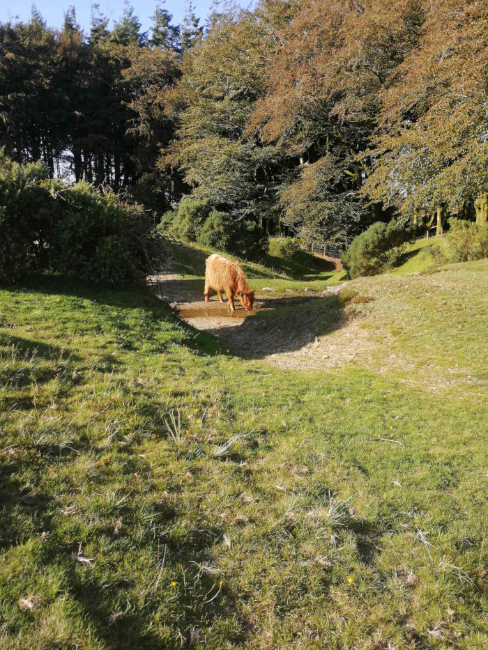 Highland cow drinking from a small puddle of water in a grassy area.  The cow is reddish-brown and fluffy. The background is a forest of deciduous trees exhibiting autumnal colouring. The overall setting appears peaceful and natural.
