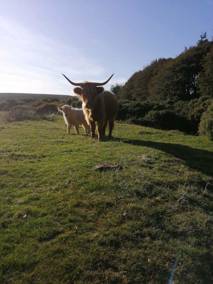 Highland cow and its calf standing in a grassy field. The background features a line of trees and bushes under a clear, bright sky. The scene is peaceful and pastoral.