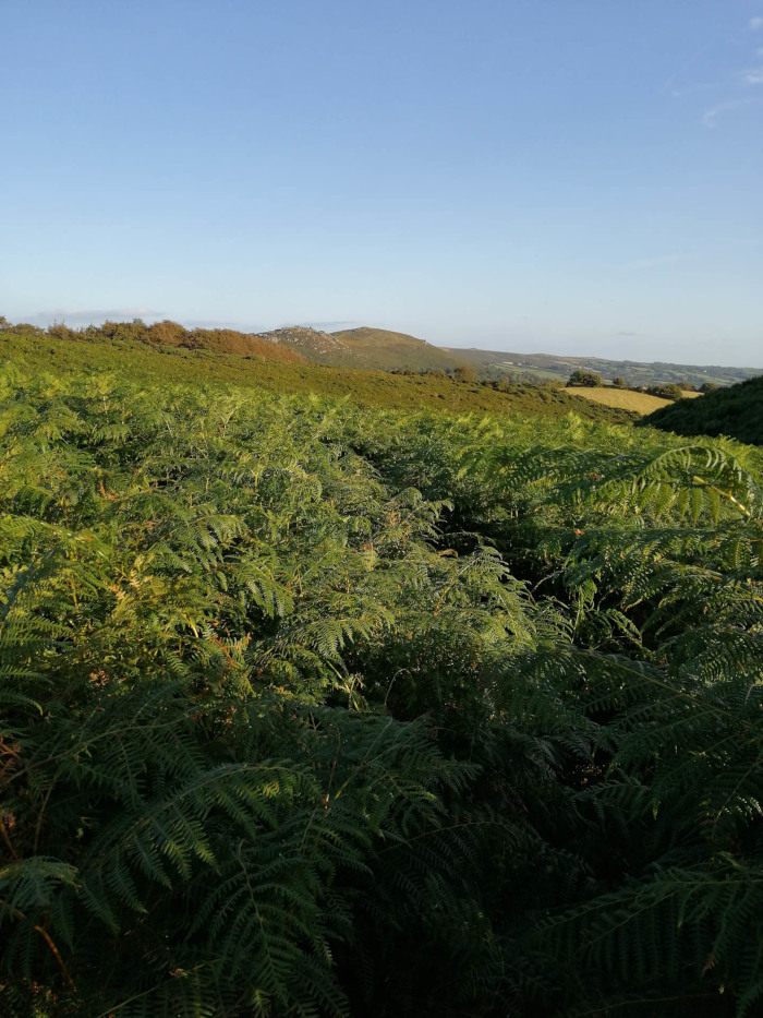 Landscape dominated by a dense thicket of ferns stretching across the foreground. Beyond the ferns, rolling hills and distant, hazy mountains are visible under a clear blue sky. The overall impression is one of a tranquil, somewhat remote natural setting.