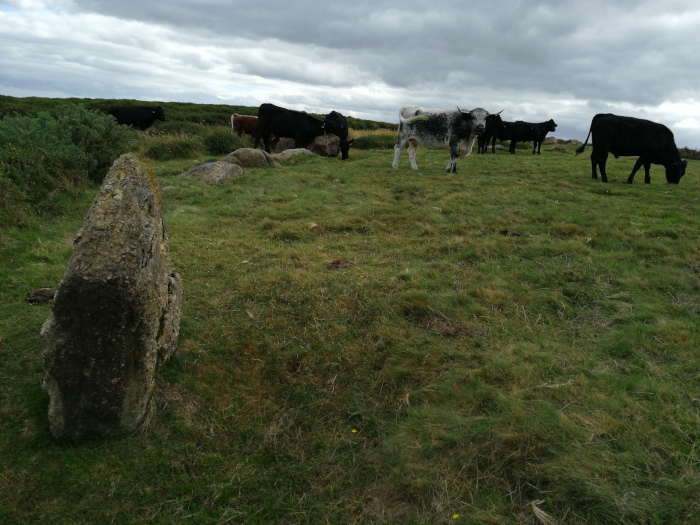 Pastoral scene with a herd of cattle grazing on a grassy field under a cloudy sky. In the foreground, a large, weathered stone stands out, possibly a geological feature or an ancient monument. The overall mood is peaceful and somewhat sombre due to the overcast sky.