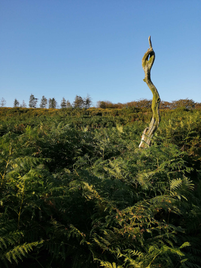 Gnarled, moss-covered tree trunk rising from a dense thicket of ferns. The trunk is twisted and somewhat resembles a stylised human form. In the background, a line of evergreen trees sits atop a low hill under a clear blue sky. The overall impression is one of serene natural beauty, with a focus on the unusual shape and texture of the central tree.