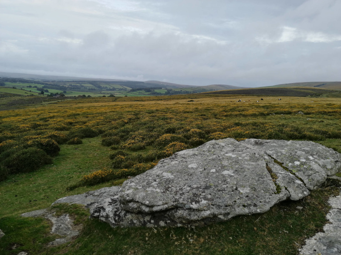 Sprawling landscape, likely moorland, dominated by low-lying vegetation, predominantly a yellow-green hue, possibly gorse or heather. In the foreground is a large, grey, lichen-covered rock, providing a textural contrast to the softer vegetation. In the distance, rolling hills extend under a cloudy sky. A small number of dark shapes, possibly livestock, are visible in the mid-ground.