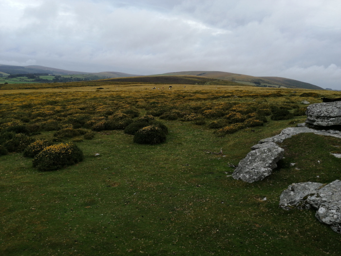 Vast, rolling landscape under a cloudy sky. The foreground is dominated by short, green grass interspersed with patches of low-lying, yellow-flowered shrubs. Several large grey rocks are visible in the lower right corner. In the mid-ground and background, the land continues to roll gently, with more of the yellow shrubs and a distant line of hills under a muted, overcast sky. A few dark shapes, possibly animals, are barely visible in the middle distance. The overall mood is serene and somewhat melancholic due to the overcast sky and muted colours.