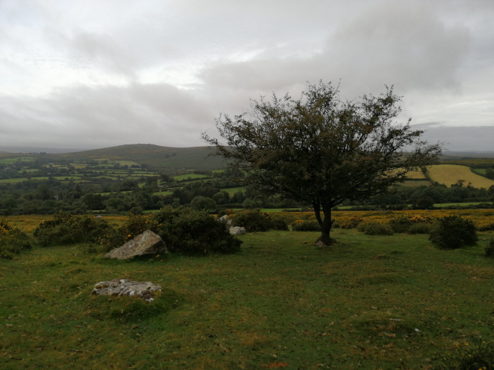 Serene landscape under a cloudy sky. A lone, somewhat windswept tree stands prominently in the foreground of a grassy field. In the middle ground, there are patches of yellow flowering bushes, possibly gorse, extending across the land. The background reveals a gently rolling landscape of green fields and hills, suggesting a rural or agricultural setting. The overall mood is calm and somewhat melancholic due to the muted colours and overcast sky.
