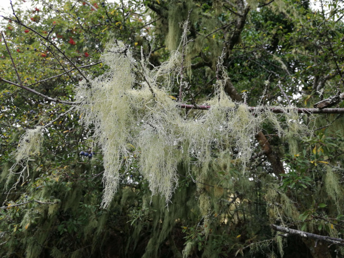 Branch of a tree heavily laden with long, flowing strands of pale greenish-white lichen, hanging down like a curtain. The background is a blurred but visible mass of other foliage, suggesting a woodland or forested environment. Some dark berries are visible on a branch behind the lichen.