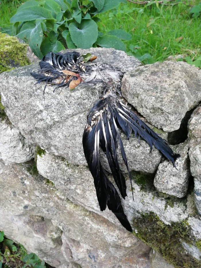 Decaying carcass of a bird, possibly a crow or similar species, lying on a stone wall. The bird's feathers are predominantly black with some white markings, and its body is partially decomposed. The wall is made of rough, grey stones, with patches of moss visible.