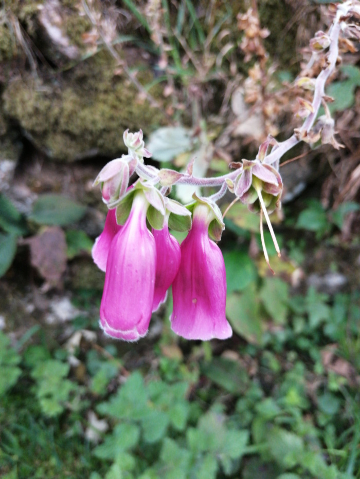 Close-up view of three vibrant pink foxglove flowers (Digitalis purpurea) hanging downwards from their stem. The flowers are bell-shaped, with a slightly fuzzy texture. The background is blurred but shows lush green vegetation and a partially visible stone wall, suggesting a natural outdoor setting.