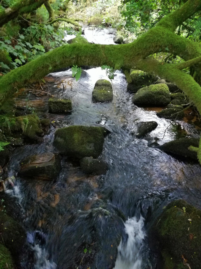 Close-up view of a stream flowing over moss-covered rocks in a lush green forest. A large, moss-covered tree branch arches over the stream, forming a natural frame. The water is clear and moving swiftly, creating small cascades as it tumbles over the rocks.