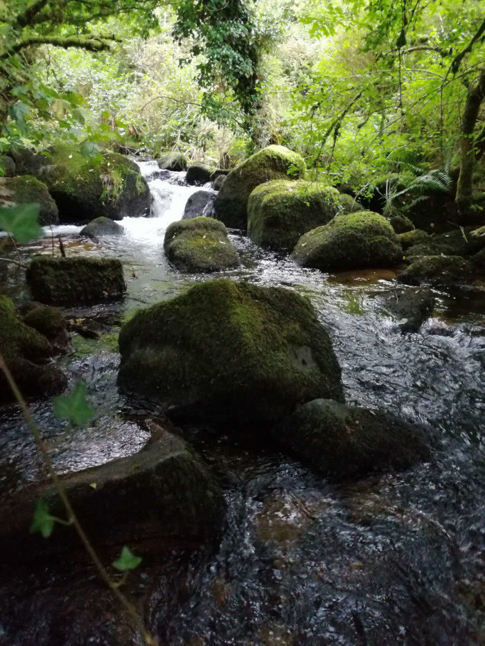 Stream flowing through a lush green forest. Moss-covered rocks of varying sizes are scattered in the stream, creating a natural, tranquil scene. The water is relatively shallow and clear, allowing the stream bed to be partially visible.