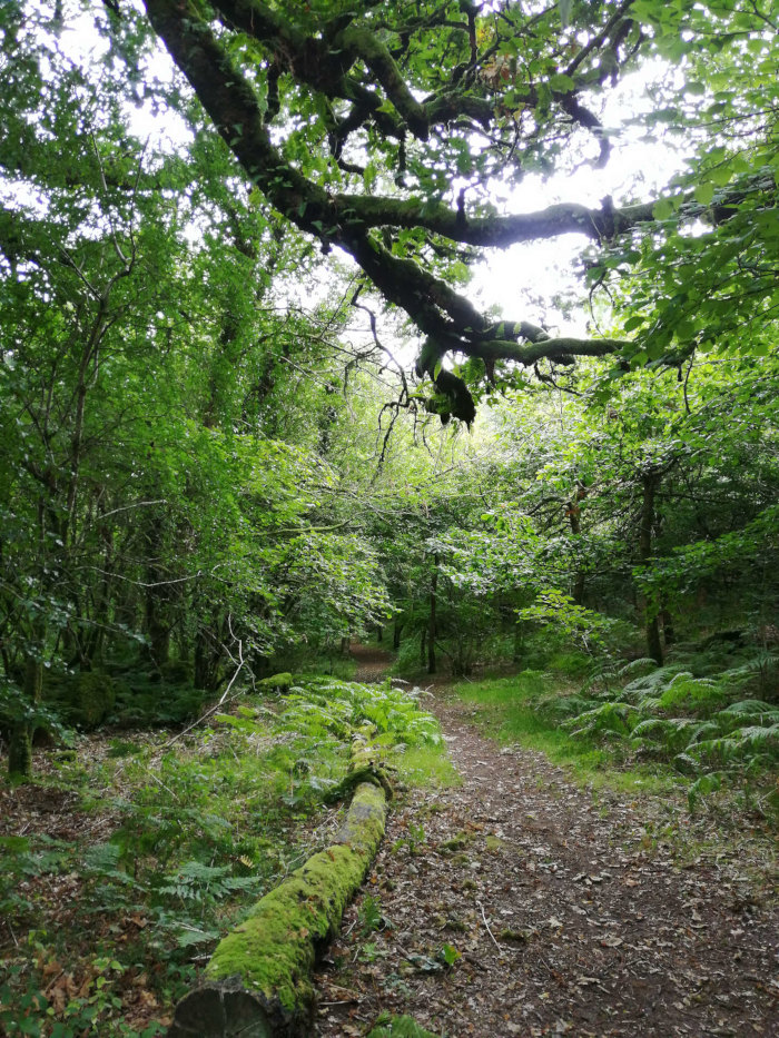 Path winding through a lush green forest. Overhanging branches and dappled sunlight create a canopy above. A moss-covered log lies across the path. The overall impression is one of tranquillity and natural beauty.