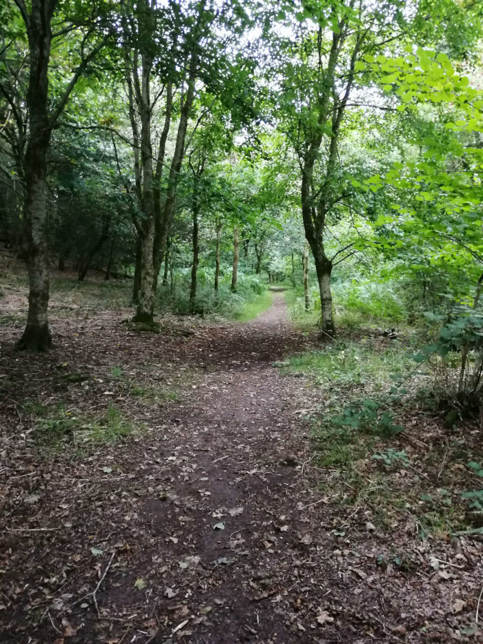 Dirt path winding through a lush green forest. The path is the central focus, leading the viewer's eye deeper into the woods. The trees are densely packed, creating a canopy overhead that filters the sunlight. The ground is covered with fallen leaves and undergrowth. 