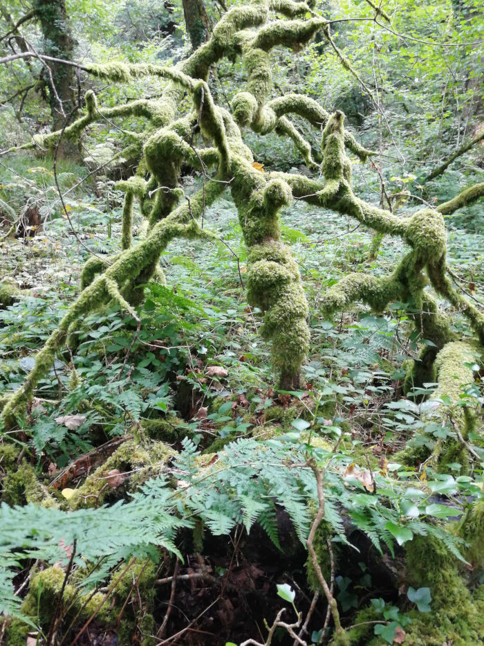 Dense, mossy forest floor. The focus is on a network of intertwined, moss-covered branches and tree limbs, creating a complex and somewhat abstract pattern. The overall colour palette is various shades of green, with the moss being particularly prominent. Ferns and other low-lying vegetation fill the spaces between the branches.