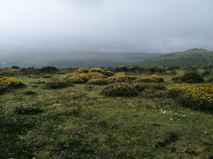 Wide, open landscape under a cloudy sky. The foreground and midground are dominated by low-lying, scrubby vegetation with patches of yellow wildflowers, possibly gorse or broom. In the background, rolling hills extend to the horizon, suggesting a moorland or upland environment.