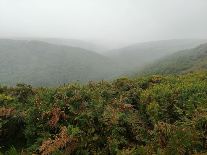 Misty landscape. The foreground is filled with dense, low-lying vegetation, including ferns and flowering shrubs. In the mid-ground and background, rolling hills covered with woodland recede into a hazy, misty distance, obscuring clear details of the landscape. The overall atmosphere is one of quiet, muted beauty and perhaps even a sense of mystery due to the fog.