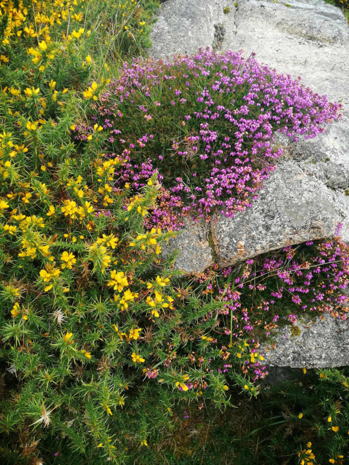 Rocky outcrop, partially covered with two types of flowering plants. One is a vibrant yellow, low-growing shrub with spiky leaves, and the other is a purple-pink heather, growing in more profuse clusters. The contrast in color between the yellow and purple flowers is striking against the grey tones of the stone. The overall impression is of a wild, natural scene possibly in a moorland or heathland environment.